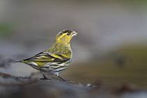 Attēlu rezultāti vaicājumam “Carduelis spinus male”