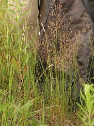 Attēlu rezultāti vaicājumam “Agrostis stolonifera”