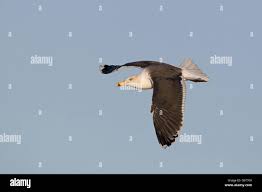 Attēlu rezultāti vaicājumam “Larus marinus adult”