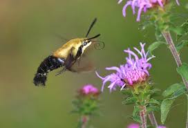 Image result for hawk moth