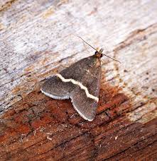 Attēlu rezultāti vaicājumam “Pyrausta cingulata”