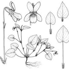 Attēlu rezultāti vaicājumam “Viola uliginosa bud”