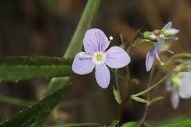 Attēlu rezultāti vaicājumam “Veronica scutellata flower”