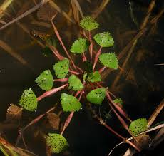 Attēlu rezultāti vaicājumam “Trapa natans”