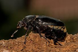 Attēlu rezultāti vaicājumam “Osmoderma barnabita imago”