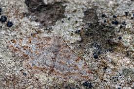 Attēlu rezultāti vaicājumam “Alcis repandata”