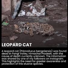 Image result for cat found