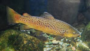 Image result for Salmo trutta