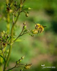 Attēlu rezultāti vaicājumam “Scrophularia nodosa flower”
