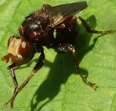 Attēlu rezultāti vaicājumam “Sicus ferrugineus”