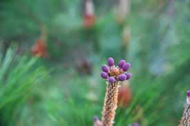 Attēlu rezultāti vaicājumam “Pinus pumila male flower”