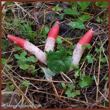 Attēlu rezultāti vaicājumam “Mutinus ravenelii”