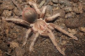 Attēlu rezultāti vaicājumam “Petractis sp.”