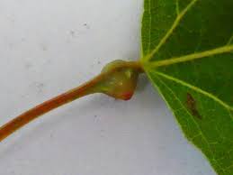 Attēlu rezultāti vaicājumam “Contarinia petioli”