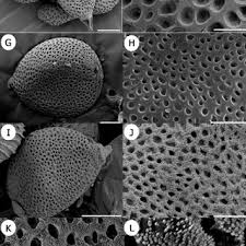 Attēlu rezultāti vaicājumam “Milesina murariae”