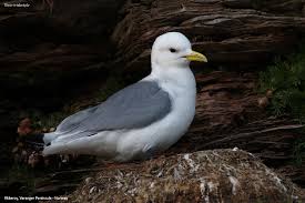 Attēlu rezultāti vaicājumam “Rissa tridactyla”