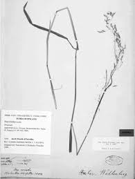 Attēlu rezultāti vaicājumam “Poa remota”