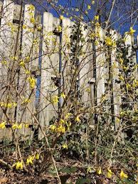 Attēlu rezultāti vaicājumam “Forsythia suspensa flower”