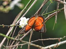 Attēlu rezultāti vaicājumam “Polypogon tentacularius”