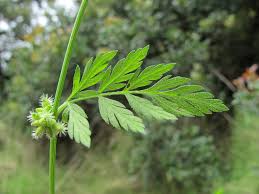 Attēlu rezultāti vaicājumam “Torilis japonica leaf”