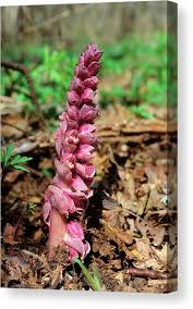 Attēlu rezultāti vaicājumam “Lathraea squamaria”