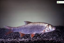 Attēlu rezultāti vaicājumam “Leuciscus idus”