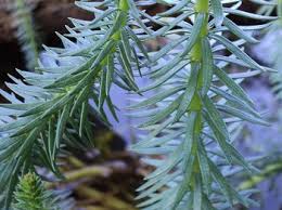 Attēlu rezultāti vaicājumam “Hippuridaceae”