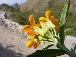 Attēlu rezultāti vaicājumam “Erysimum hieracifolium”