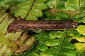 Attēlu rezultāti vaicājumam “Xestia c-nigrum”