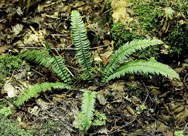 Attēlu rezultāti vaicājumam “Polystichum lonchitis”
