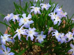 Attēlu rezultāti vaicājumam “Scilla luciliae”