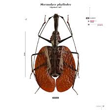 Attēlu rezultāti vaicājumam “Carabidae”