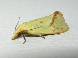 Attēlu rezultāti vaicājumam “Agapeta hamana”