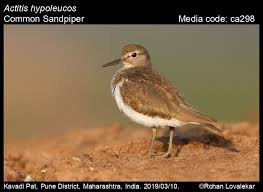 Attēlu rezultāti vaicājumam “Actitis hypoleucos”