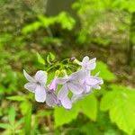 Attēlu rezultāti vaicājumam “Cardamine bulbifera flower”