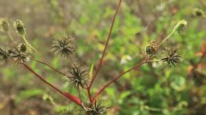Attēlu rezultāti vaicājumam “Hieracium vulgatum bud”