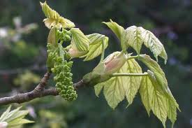 Attēlu rezultāti vaicājumam “Acer pseudoplatanus”