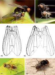 Attēlu rezultāti vaicājumam “Platypezidae”