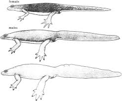 Attēlu rezultāti vaicājumam “Triturus vulgaris female”