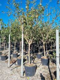 Attēlu rezultāti vaicājumam “Sorbus intermedia”