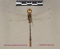 Attēlu rezultāti vaicājumam “Diderma umbilicatum macro”