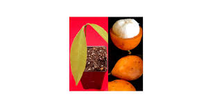 Attēlu rezultāti vaicājumam “Herminium monorchis fruit”