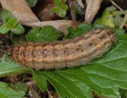 Attēlu rezultāti vaicājumam “Hoplodrina octogenaria”