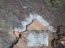 Attēlu rezultāti vaicājumam “Willkommlangea reticulata young”