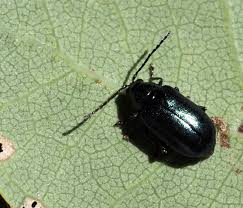 Attēlu rezultāti vaicājumam “Alticinae”