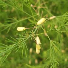 Attēlu rezultāti vaicājumam “Asparagus officinalis”