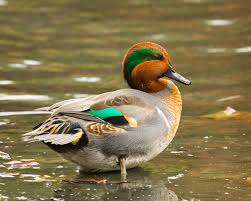 Attēlu rezultāti vaicājumam “Anas crecca”