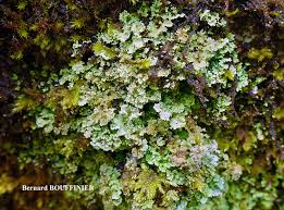Attēlu rezultāti vaicājumam “Cladonia parasitica”