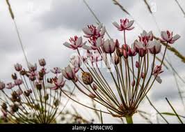 Attēlu rezultāti vaicājumam “Butomus umbellatus fruit”
