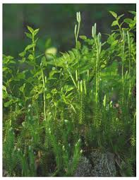 Attēlu rezultāti vaicājumam “Lycopodium annotinum”